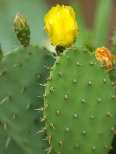 Oponce de l'est (Opuntia humifusa) Graines