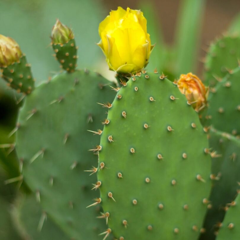 Oponce de l'est (Opuntia humifusa) Graines