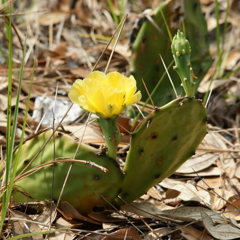 Oponce de l'est (Opuntia humifusa) Graines – Image 2