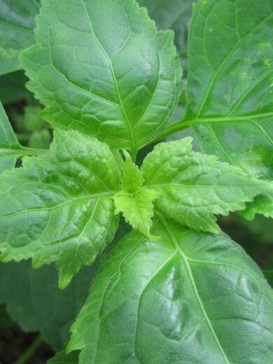 Patchouli (Pogostemon cablin) Plant