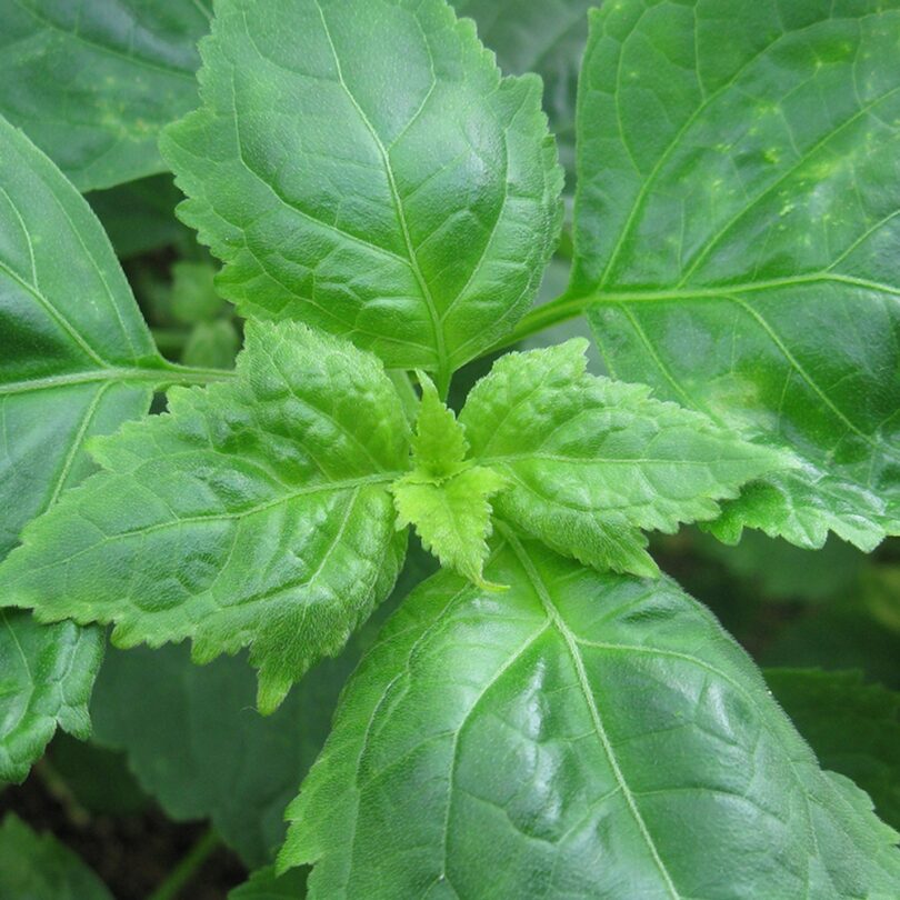 Patchouli (Pogostemon cablin) Plant