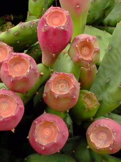 Oponce de l'est (Opuntia humifusa) Graines – Image 3