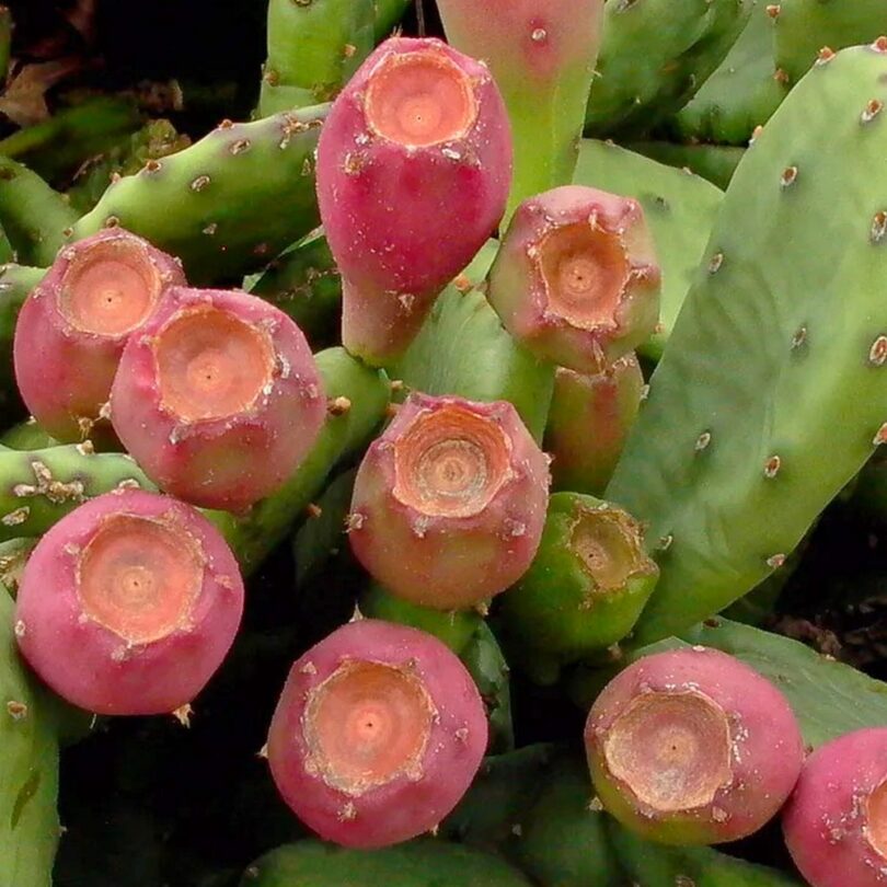 Oponce de l'est (Opuntia humifusa) Graines – Image 3
