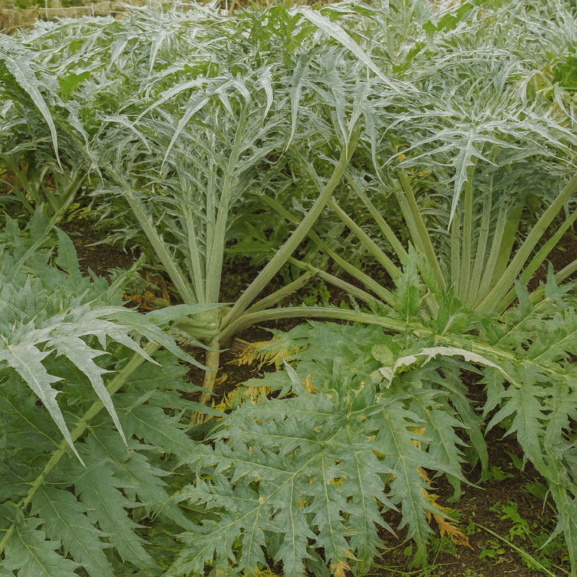 Cardon 'Épineux argenté Plainpalais' (Variété ancienne) Graines – Image 2