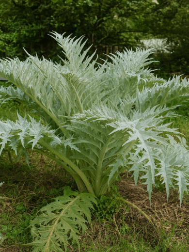 Cardon 'Épineux argenté Plainpalais' (Variété ancienne) Graines