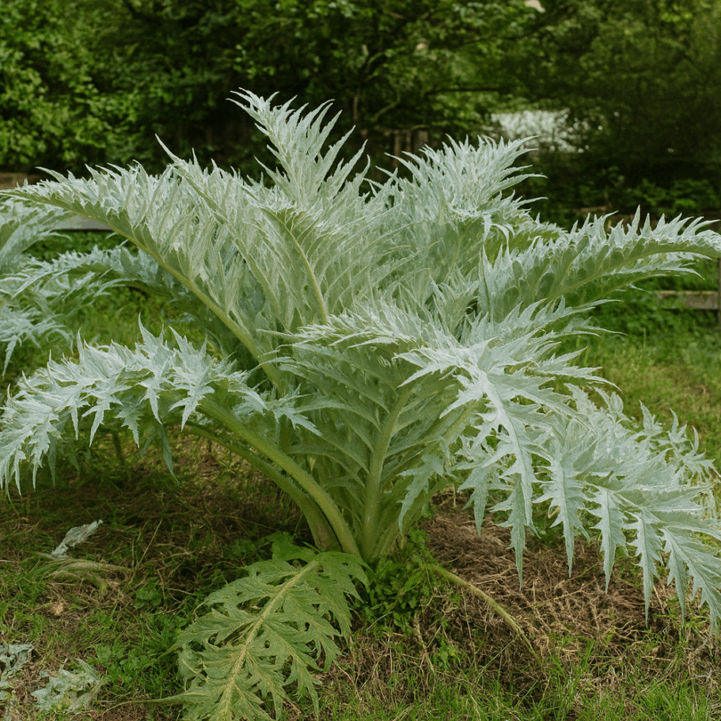 Cardon 'Épineux argenté Plainpalais' (Variété ancienne) Graines