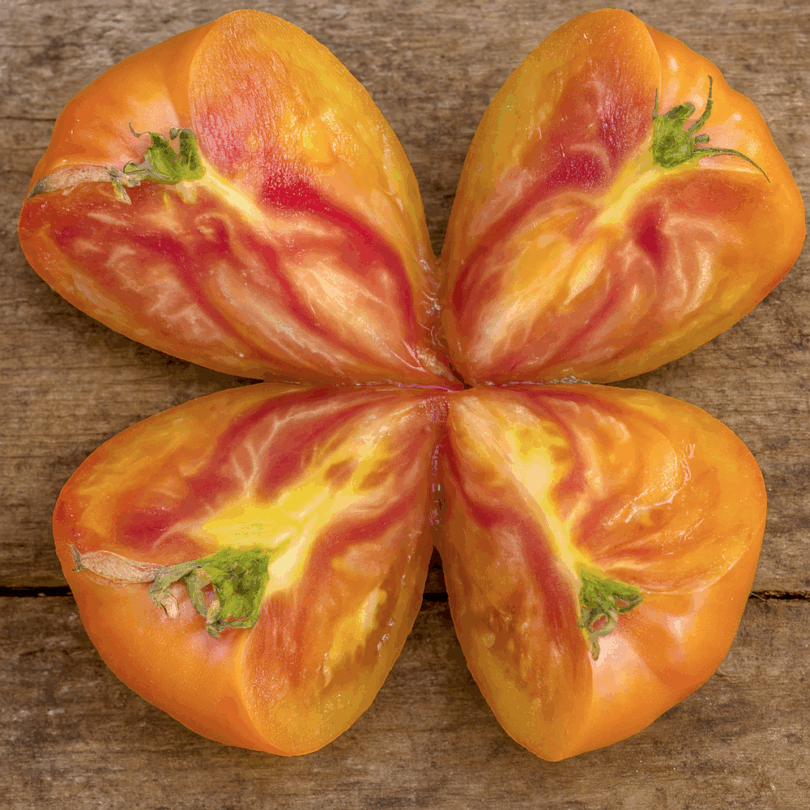 Tomate 'Hawaiian Pineapple' (Variété ancienne) Graines – Image 3