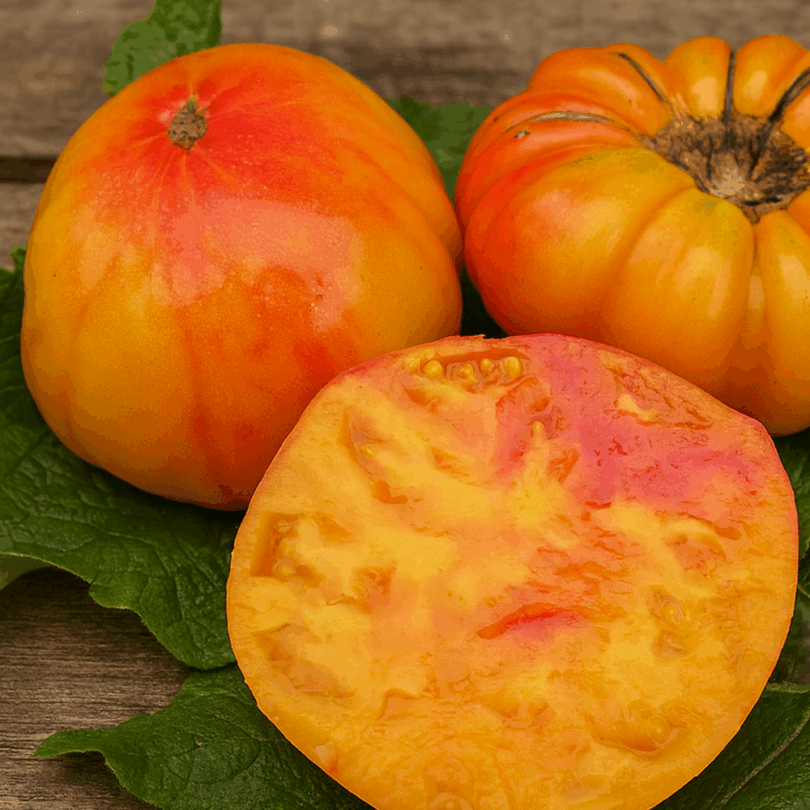 Tomate 'Hawaiian Pineapple' (Variété ancienne) Graines