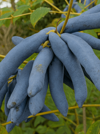 Arbre aux saucisses bleues (Decaisnea fargesii) Graines