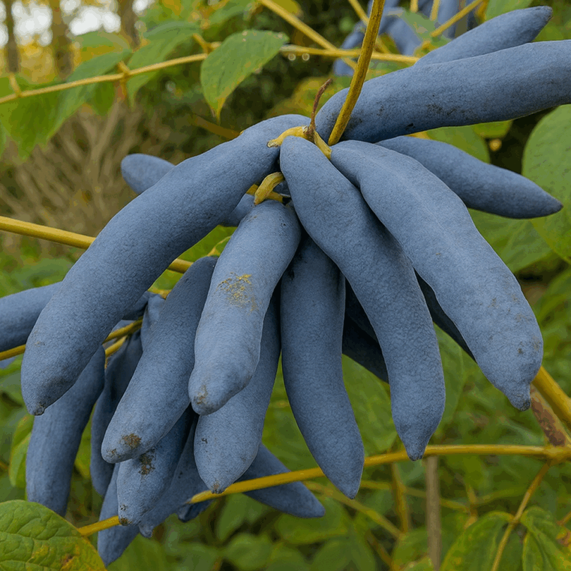 Arbre aux saucisses bleues (Decaisnea fargesii) Graines