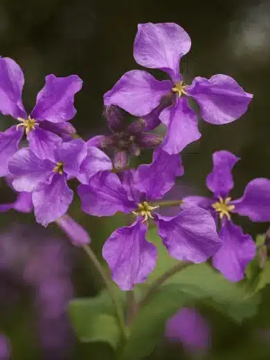 Orchidée de février (Orychophragmus violaceus) Graines