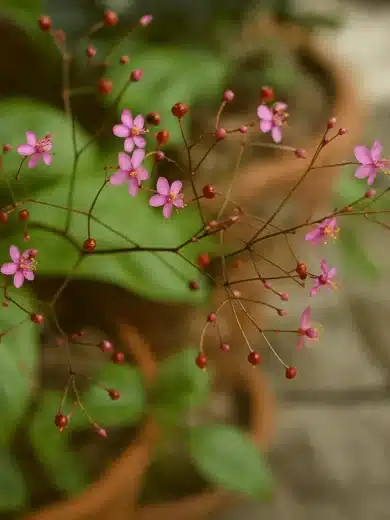Joyaux d'Ophar (Talinum paniculatum) Graines