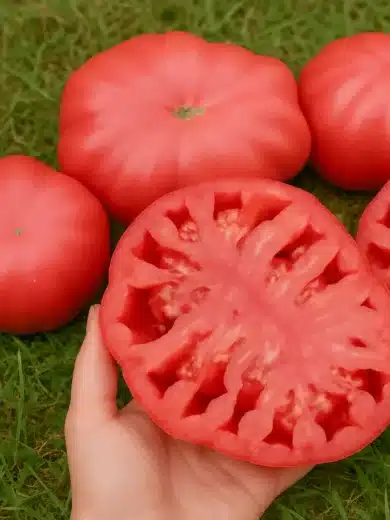 Tomate 'Grosse des marais' (Variété ancienne) Graines