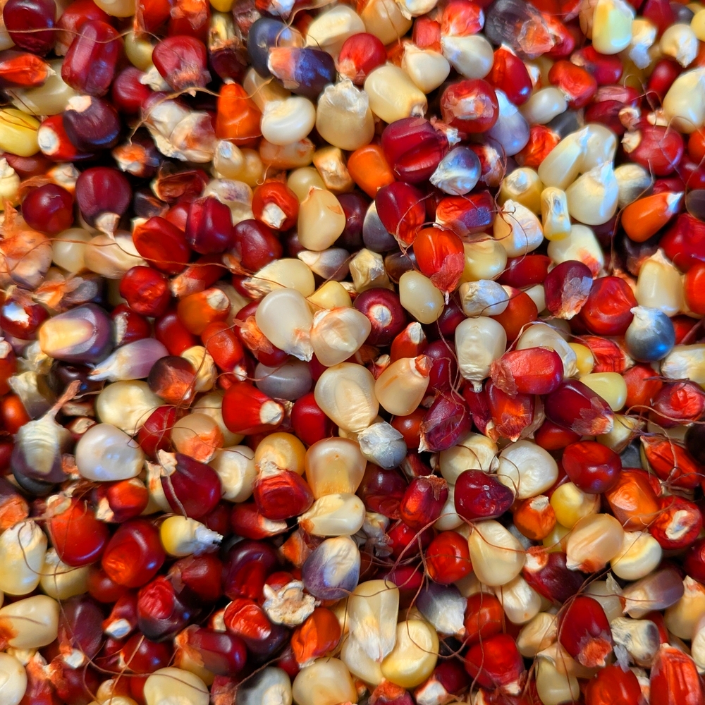 Mais à farine 'Bardo des Dombes' (Variété ancienne) Graines – Image 2