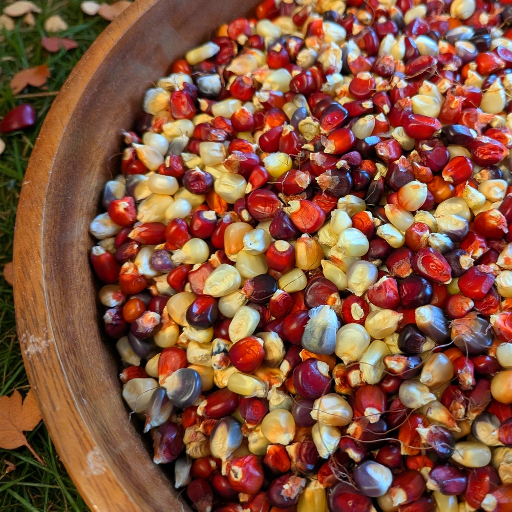 Mais à farine 'Bardo des Dombes' (Variété ancienne) Graines