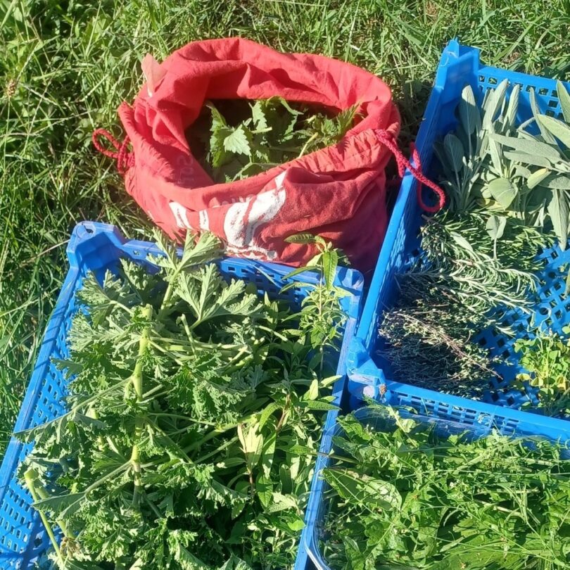 Sortie botanique : Plantes sauvages médicinales (2h00)
