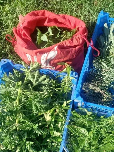 Sortie botanique : Plantes sauvages médicinales (2h00)