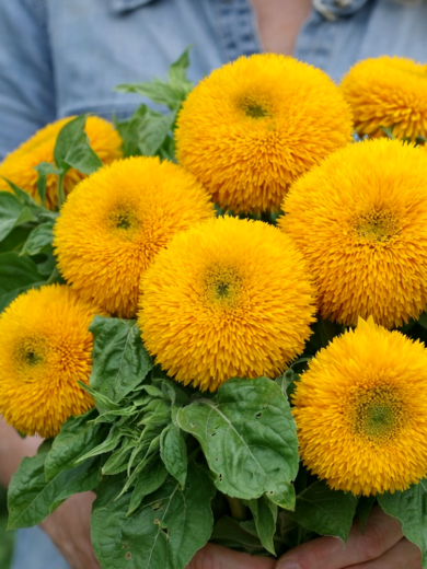 Tournesol 'Teddy Bear' (Variété naine) Graines