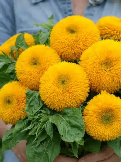 Tournesol 'Teddy Bear' (Variété naine) Graines