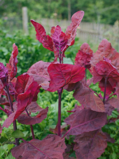 15 Pcs Rouge Tournesol Graines De Fleurs Rares Annuel Decor Organic