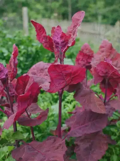 Arroche 'Rouge d'Alsace' (Variété ancienne) Graines
