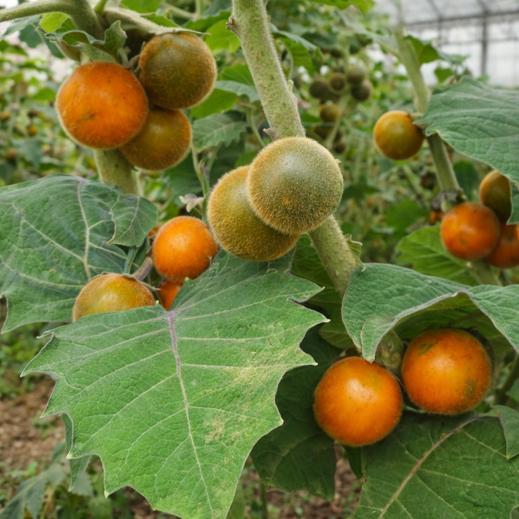 Morelle de Quito (Solanum quitoense) Graines – Image 3