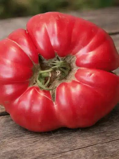Tomate 'Libanaise des Montagnes' (Variété ancienne) Graines