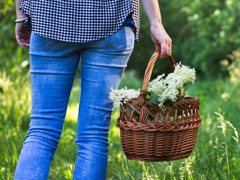 Découvrir les plantes sauvages comestibles en Alsace