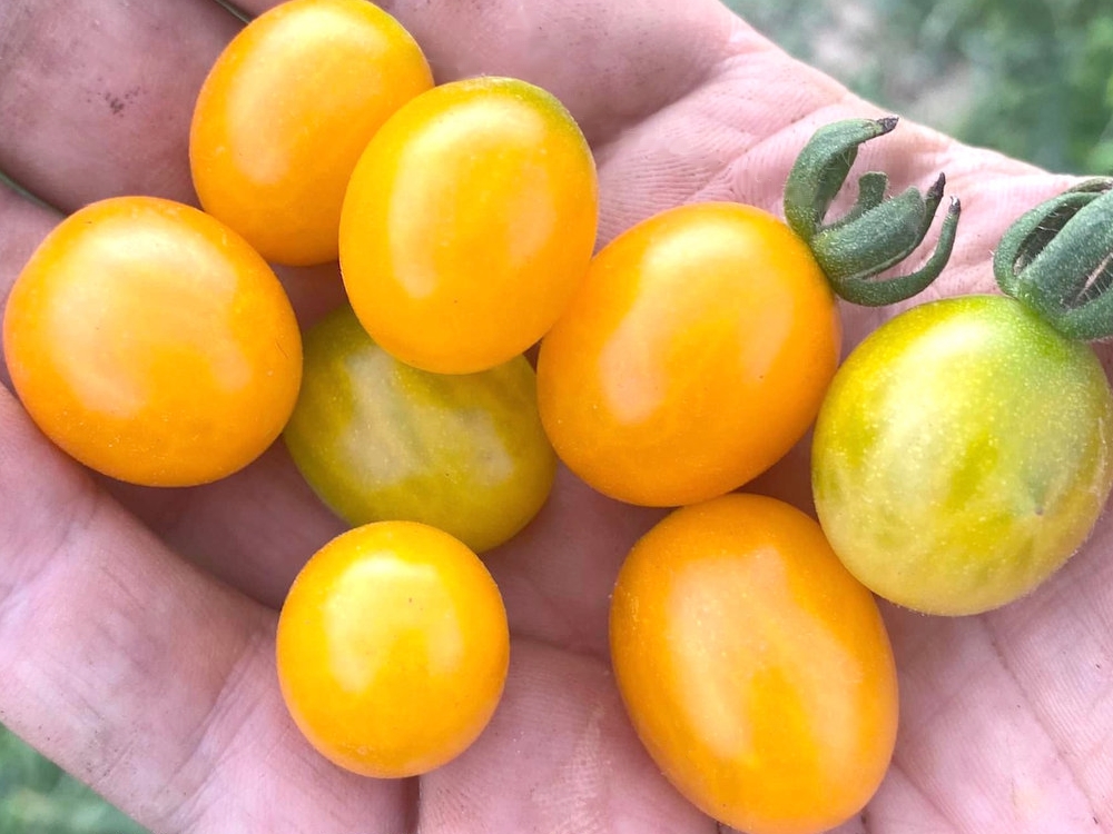 Les Tomates sauvages des Galápagos, une histoire de famille chez les Darwin