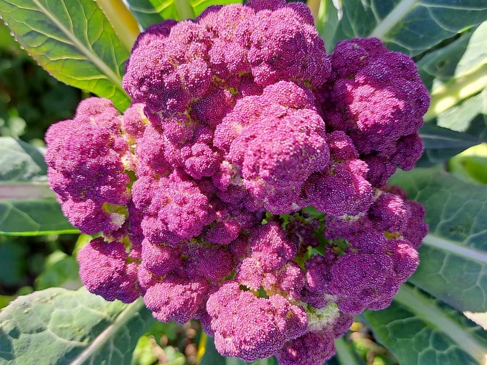 Cultivez des légumes violets dans votre potager