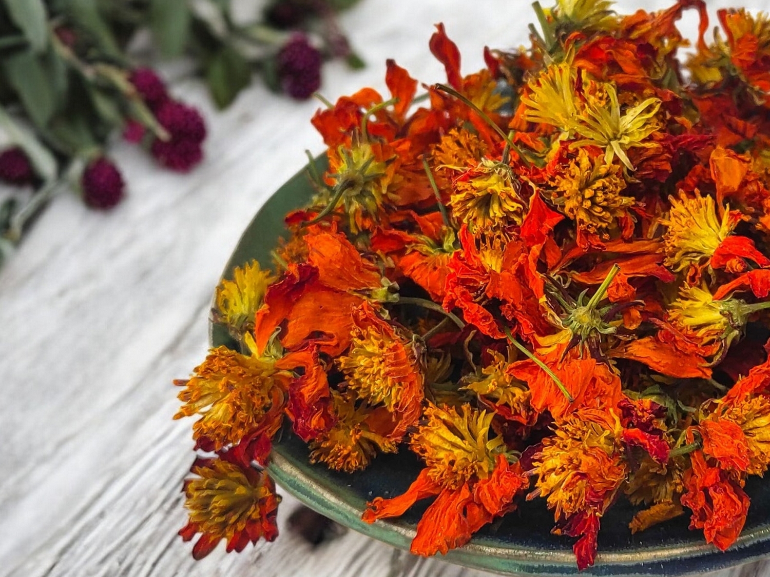 Plante tinctoriale : Le cosmos sulfureux pour des teintures jaunes orangées