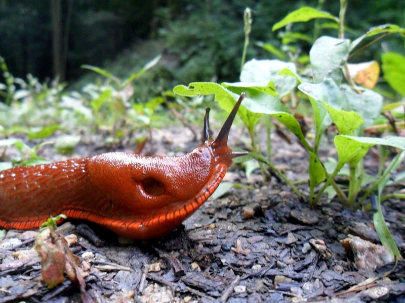 Limaces : Organisez une fête de la bière dans votre jardin (ou pas) !