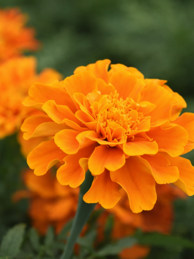 Oeillet d'Inde Orange (Tagetes patula) Graines