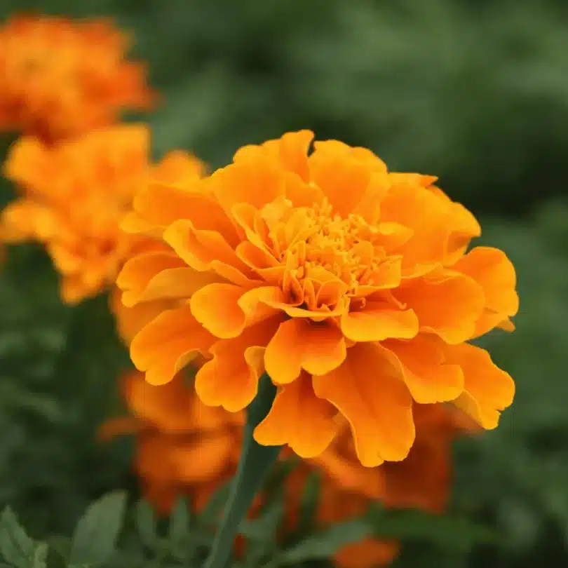 Oeillet d’Inde Orange (Tagetes patula) Graines
