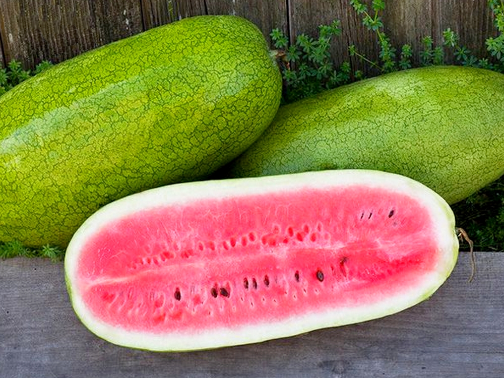 La pastèque ‘Ali Baba’, une variété irakienne sauvée in extremis du chaos de la guerre