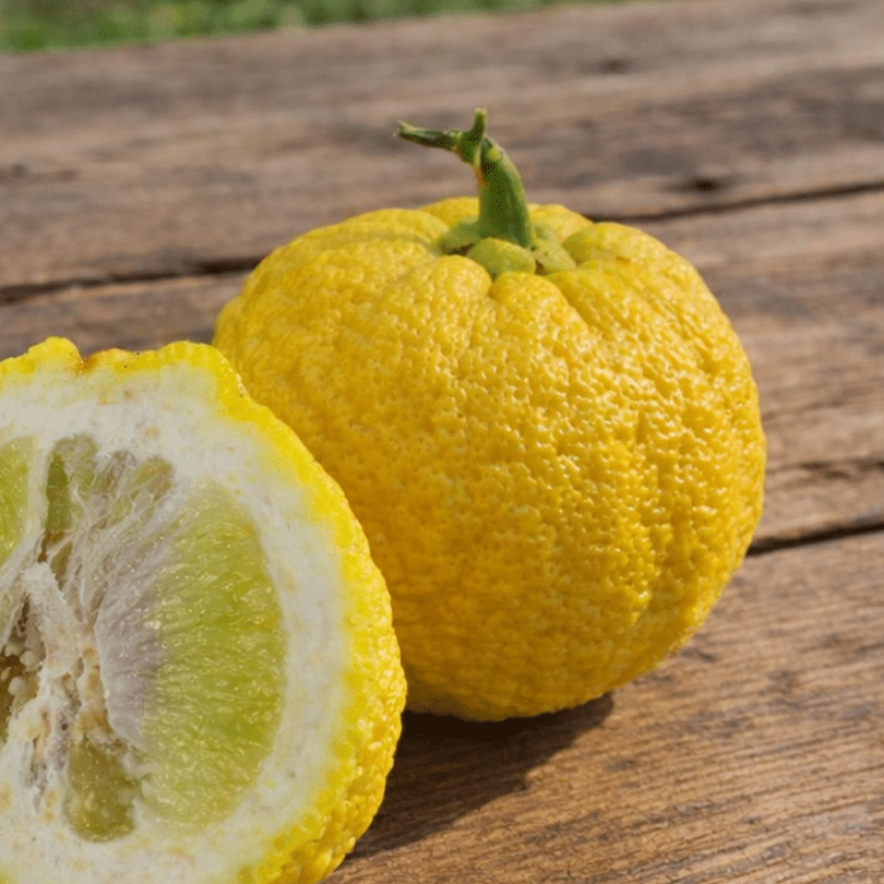 Ichang Papeda (Citrus ichangensis) Jeune Plant