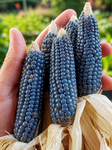 Maïs Popcorn 'Miniature Blue' (Variété ancienne) Graines