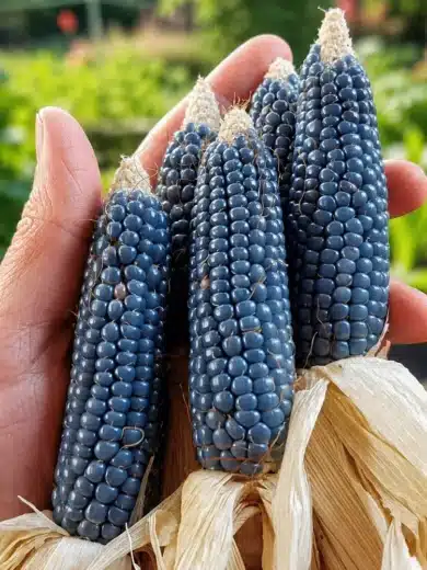 Maïs Popcorn 'Miniature Blue' (Variété ancienne) Graines