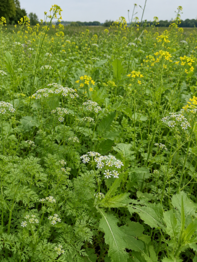Prairie dépolluante Cadmium (Mélange pour la restauration des sols contaminés)