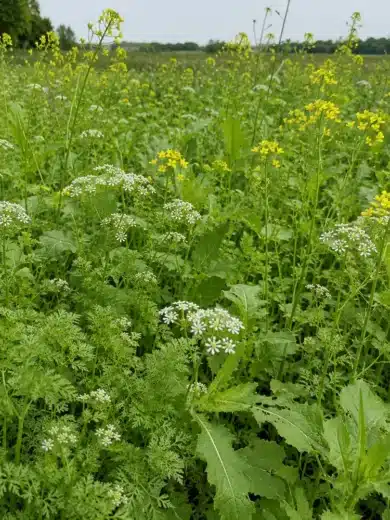 Prairie dépolluante Cadmium (Mélange pour la restauration des sols contaminés)