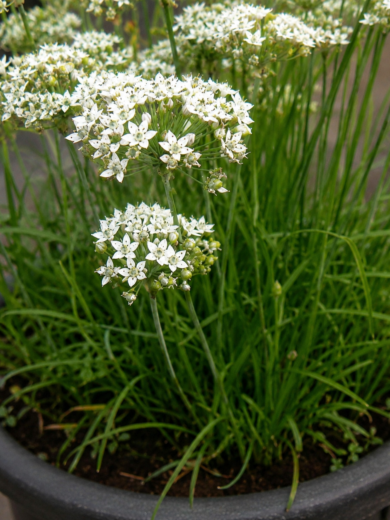 Ail odorant (Allium ramosum) Graines