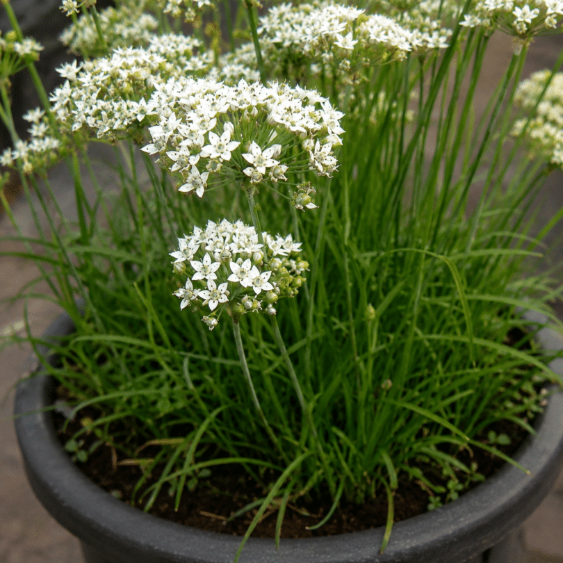 Ail odorant (Allium ramosum) Graines