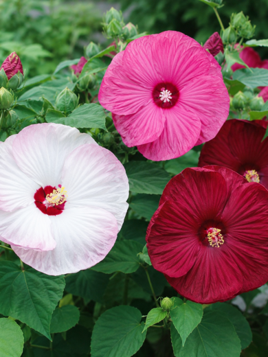 Hibiscus des marais 'Galaxy' (Fleurs géantes) Graines