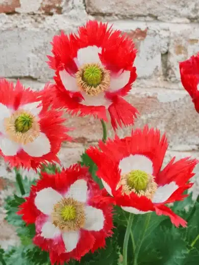 Pavot 'Drapeau Danois' (Papaver somniferum) Graines