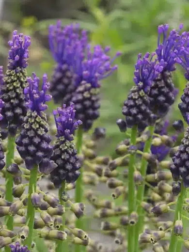 Muscari à Toupet "Lampascione" (Muscari comosum) Bulbes