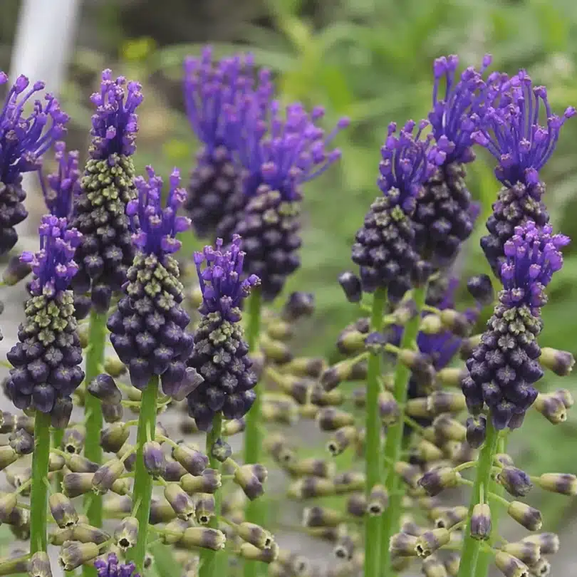 Muscari à Toupet “Lampascione” (Muscari comosum) Bulbes