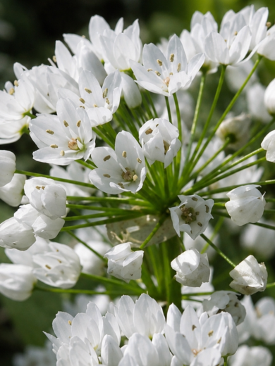Ail de Naples (Allium neapolitanum) Bulbes