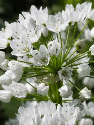 Ail de Naples (Allium neapolitanum) Bulbes