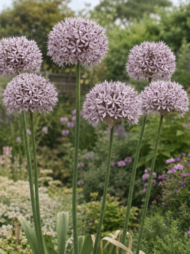Ail noir (Allium nigrum) Bulbes