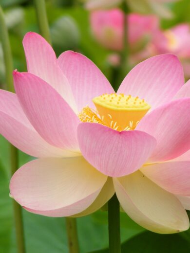 Lotus sacré (Nelumbo nucifera) Graines